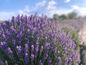 Lavender plant
